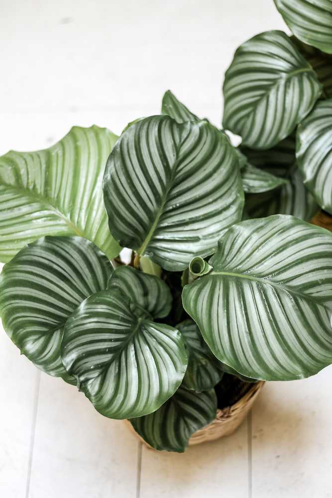 Calathea