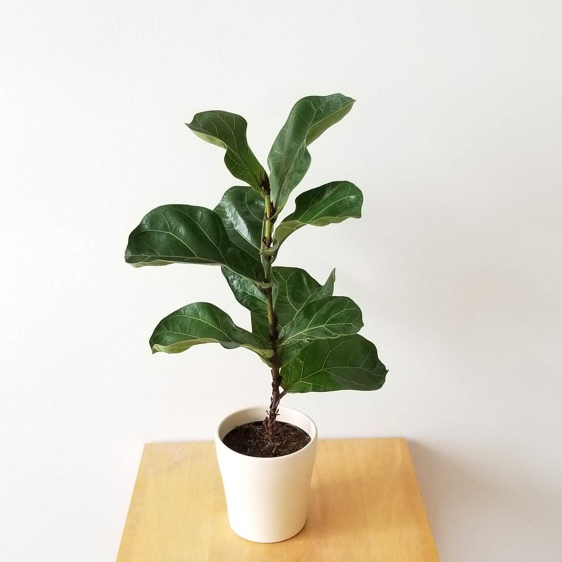 Ficus lyrata 'Compacta'