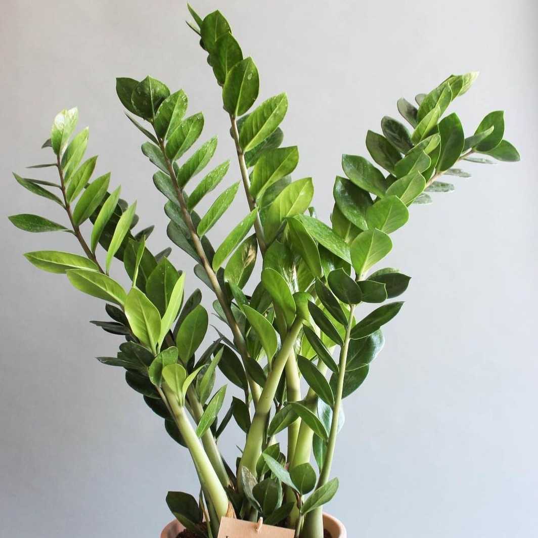Zamioculcas