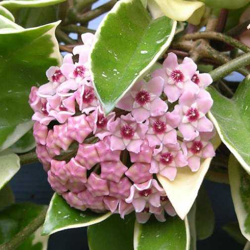 Hoya Carnosa Variegata