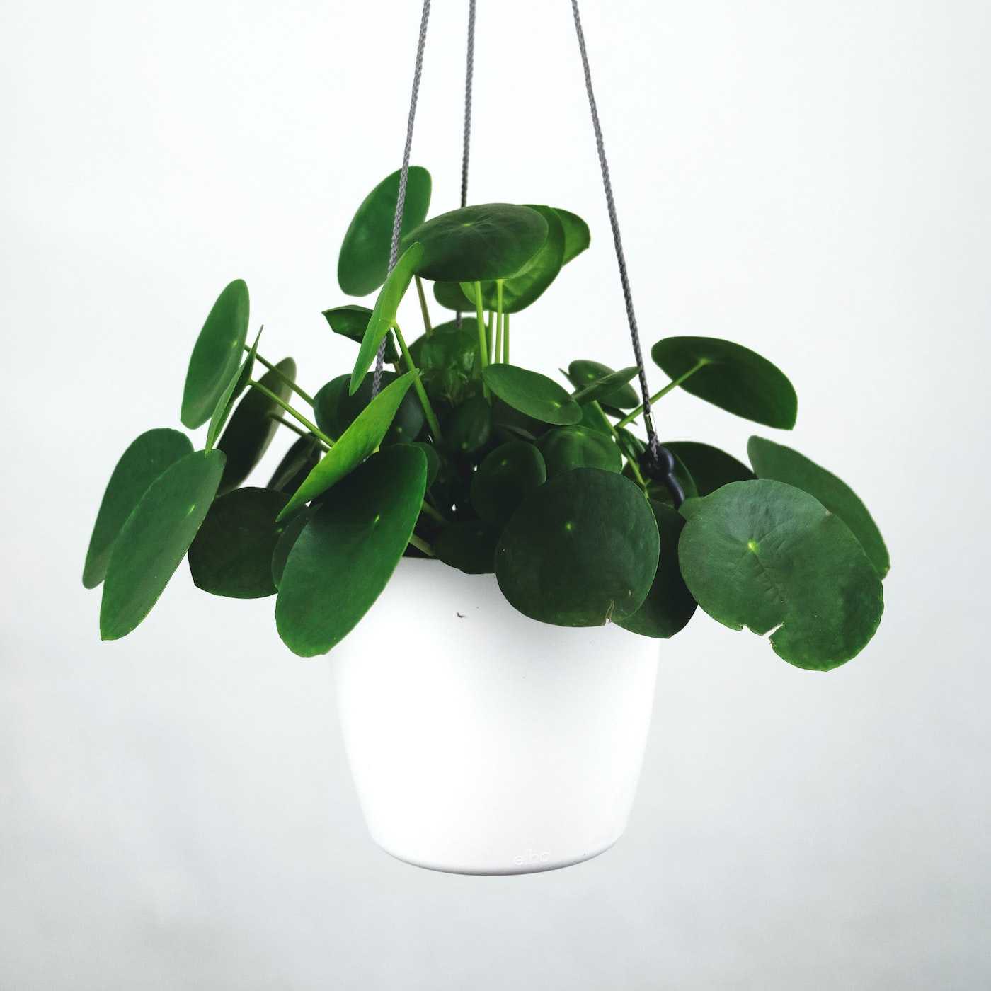 Pilea Peperomioides