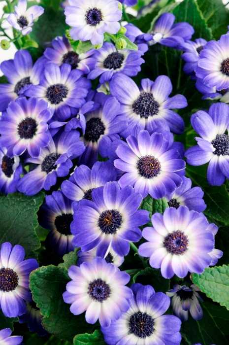 Cineraria