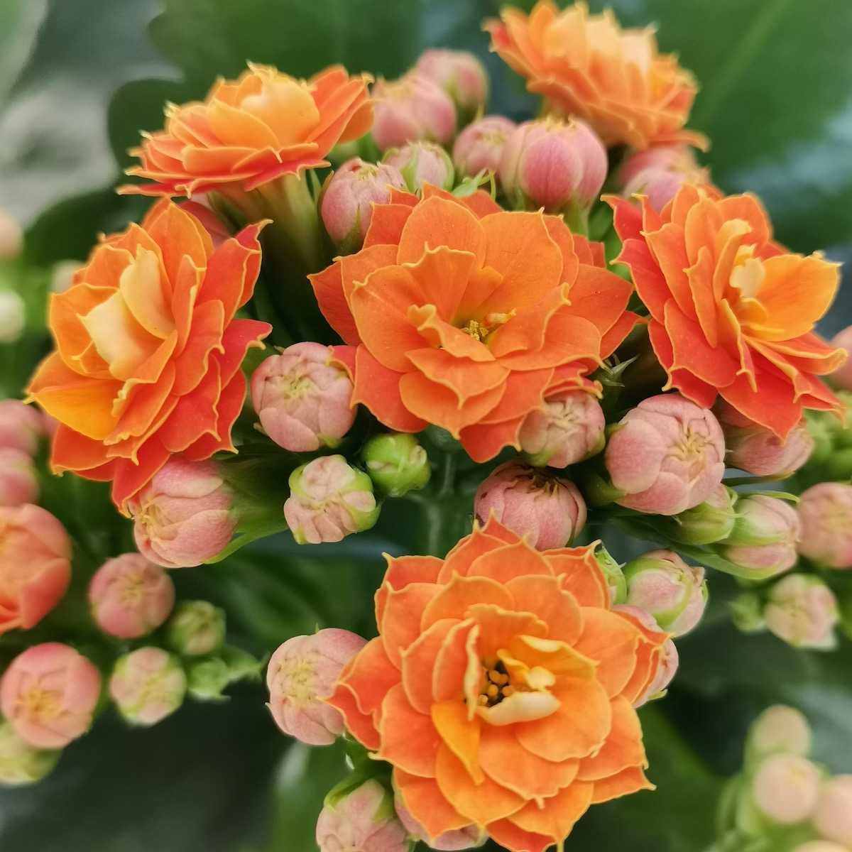 Kalanchoe Blossfeldiana