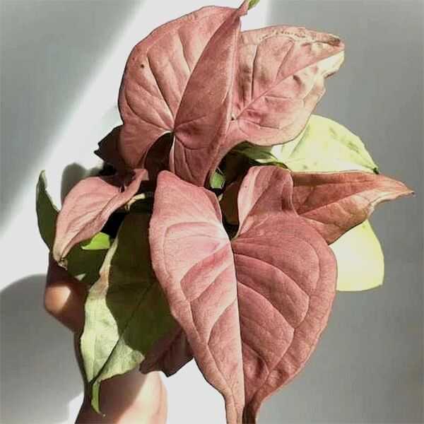 Syngonium 'Neon'