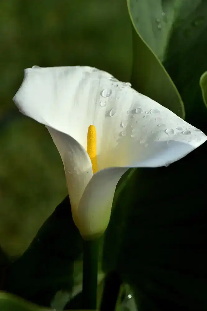 Calla