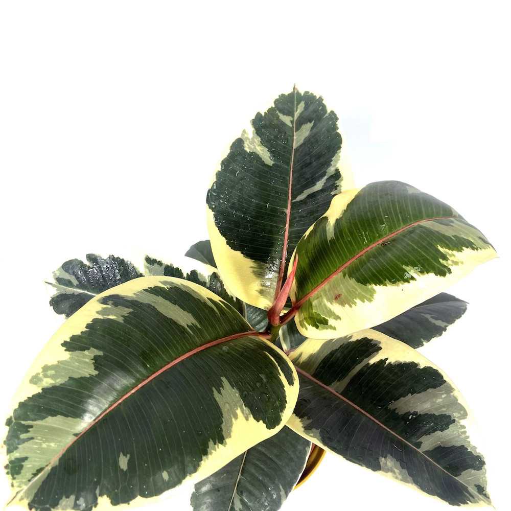 Ficus elastica 'Variegata'