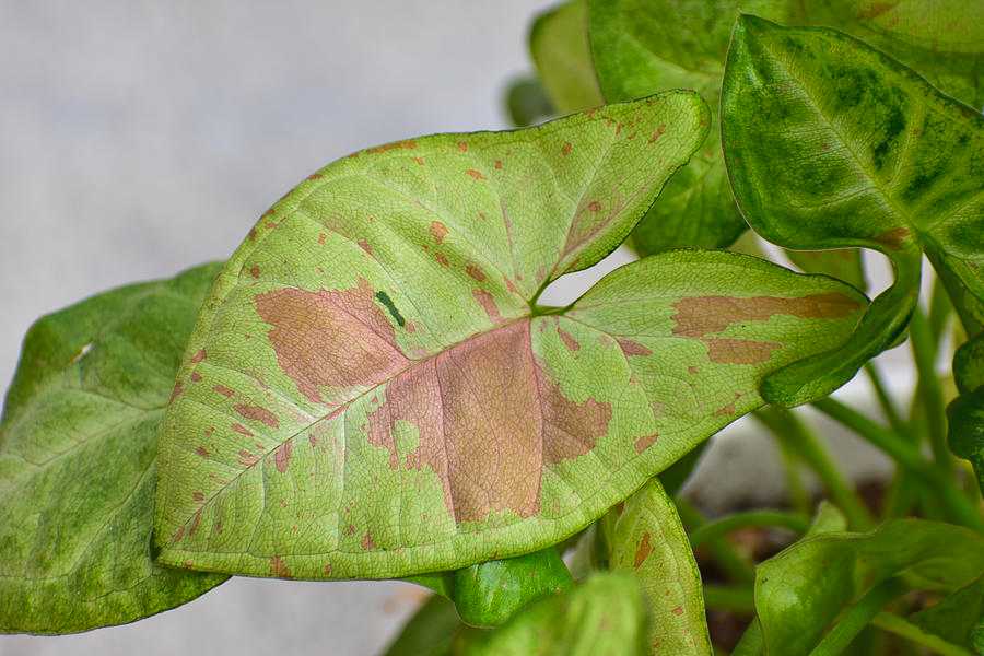 Syngonium 'Confetti'