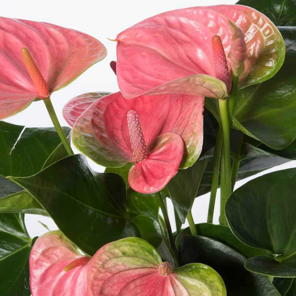 Anthurium