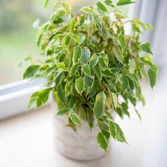 Ficus Benjamin