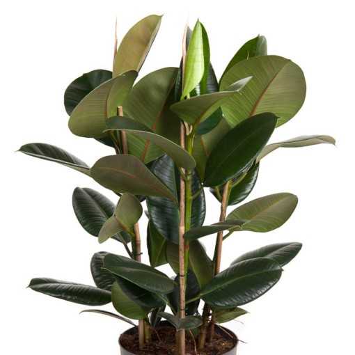Ficus elastica 'Robusta'