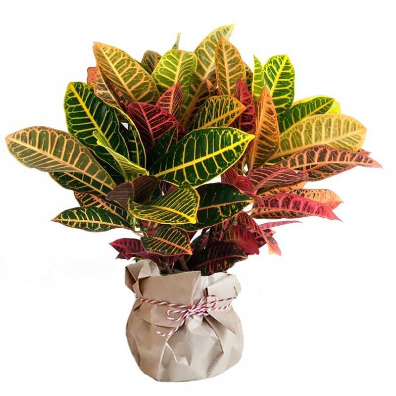 Croton
