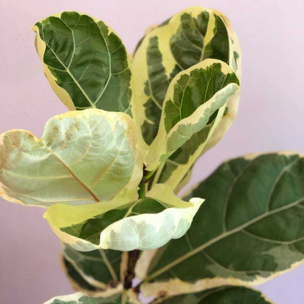 Ficus lyrata 'Variegata'