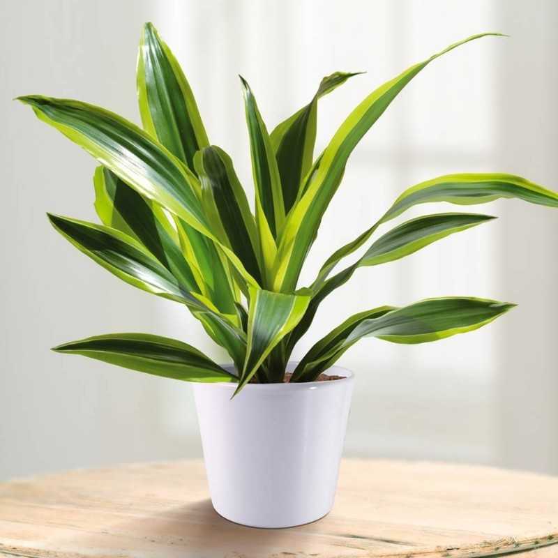 Dracena Fragrans