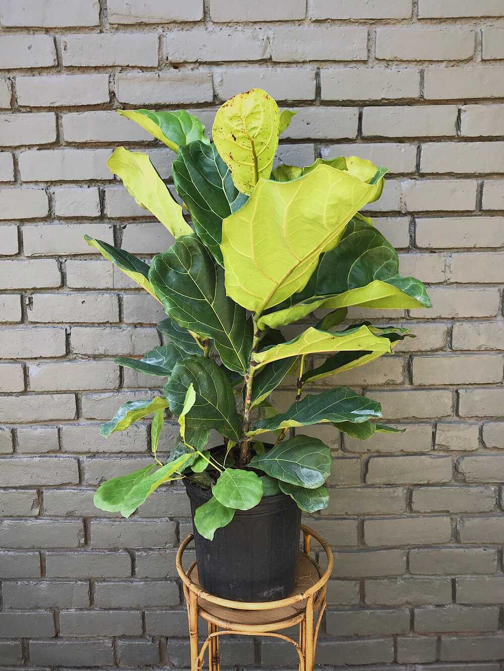 Ficus lyrata 'Suncoast'