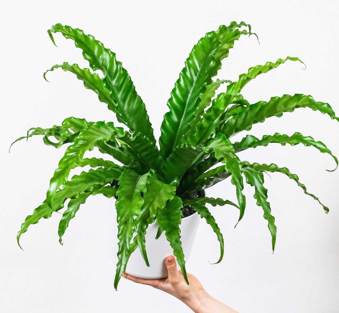 Asplenium Nidus