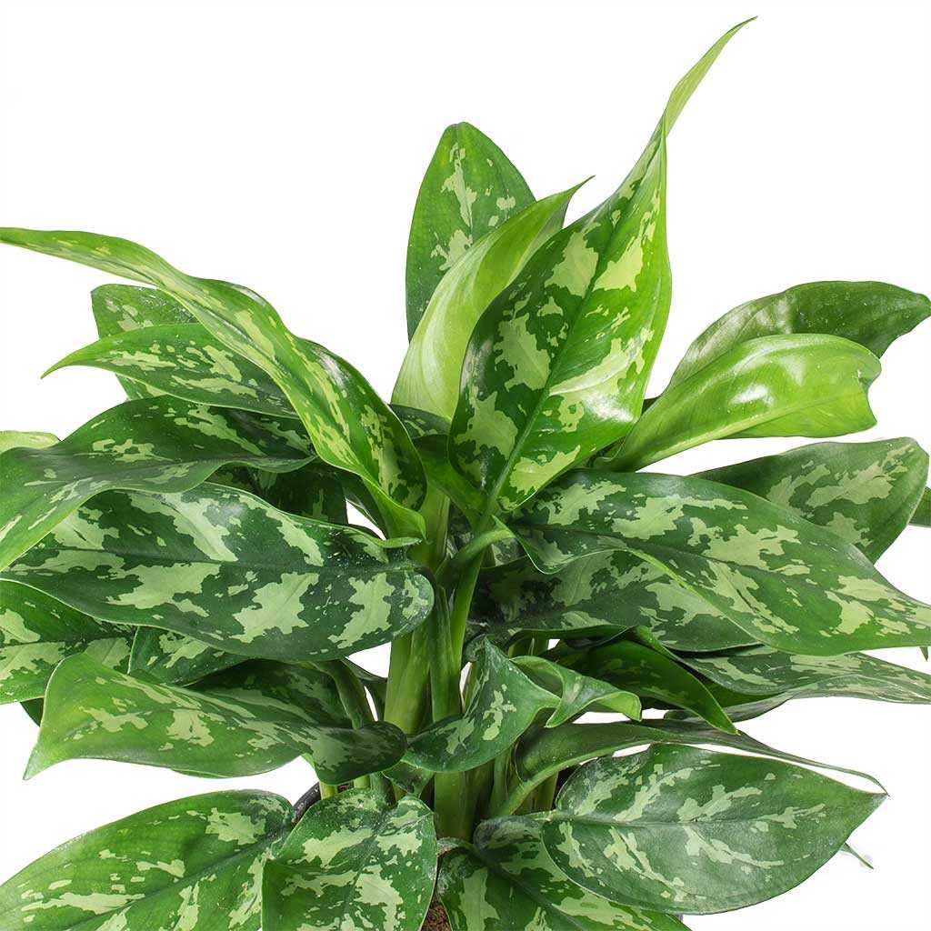 Aglaonema