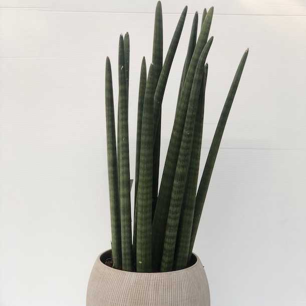 Sanseveria Cilindrica
