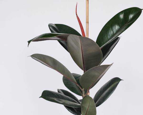 Ficus elastica 'Abidjan'